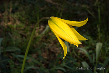Immagine 3 di 6 - Tulipa sylvestris L.