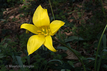 Immagine 4 di 6 - Tulipa sylvestris L.