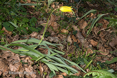 Immagine 5 di 6 - Tulipa sylvestris L.