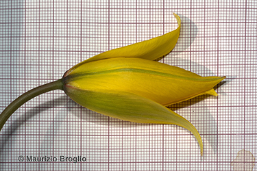 Immagine 6 di 6 - Tulipa sylvestris L.