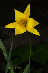 Immagine 3 di 6 - Tulipa pumila Moench