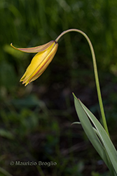 Immagine 5 di 6 - Tulipa pumila Moench
