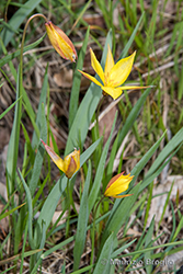 Immagine 7 di 8 - Tulipa pumila Moench
