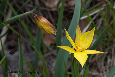 Immagine 8 di 8 - Tulipa pumila Moench