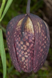 Immagine 4 di 5 - Fritillaria burnatii (Planch.) Backh. & Backh. f.