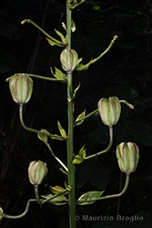 Immagine 5 di 5 - Lilium martagon L.