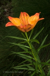 Immagine 3 di 6 - Lilium bulbiferum L.
