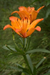 Immagine 4 di 6 - Lilium bulbiferum L.