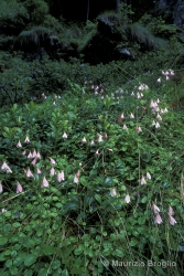 Immagine 2 di 6 - Linnaea borealis L.