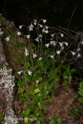 Immagine 3 di 6 - Linnaea borealis L.