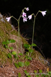 Immagine 4 di 6 - Linnaea borealis L.