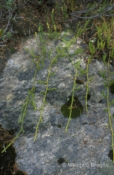 Immagine 1 di 3 - Lycopodium annotinum L.