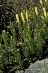 Immagine 3 di 3 - Lycopodium annotinum L.