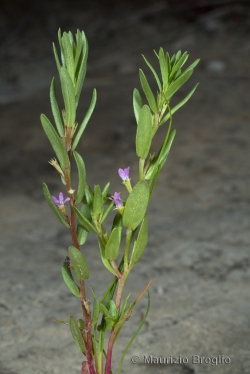 Lythrum hyssopifolia L.