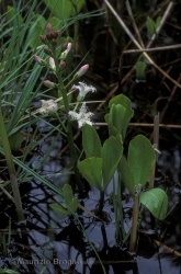 Immagine 1 di 6 - Menyanthes trifoliata L.