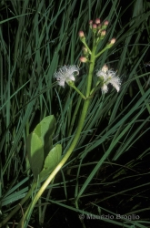 Immagine 2 di 6 - Menyanthes trifoliata L.
