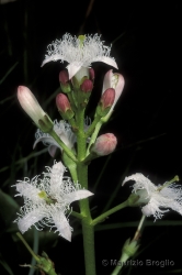 Immagine 3 di 6 - Menyanthes trifoliata L.