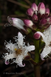 Immagine 4 di 6 - Menyanthes trifoliata L.