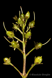 Immagine 5 di 6 - Menyanthes trifoliata L.