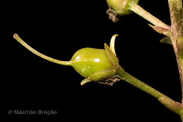 Immagine 6 di 6 - Menyanthes trifoliata L.