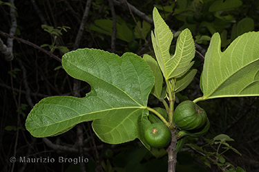 Immagine 3 di 4 - Ficus carica L.