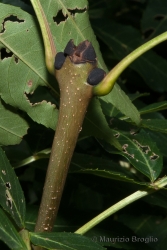 Immagine 6 di 7 - Fraxinus excelsior L.