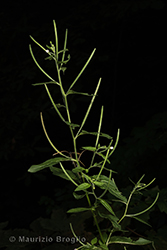 Immagine 2 di 6 - Epilobium roseum Schreb.