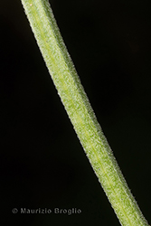 Immagine 6 di 6 - Epilobium roseum Schreb.