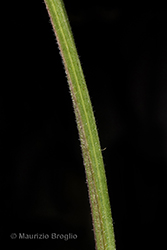 Immagine 10 di 14 - Epilobium ciliatum Raf.