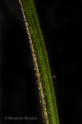 Immagine 11 di 14 - Epilobium ciliatum Raf.