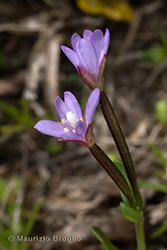 Immagine 2 di 8 - Epilobium anagallidifolium Lam.