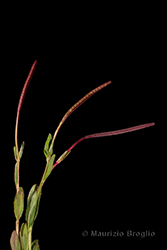Immagine 4 di 8 - Epilobium anagallidifolium Lam.