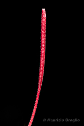 Immagine 5 di 8 - Epilobium anagallidifolium Lam.