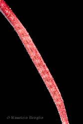 Immagine 6 di 8 - Epilobium anagallidifolium Lam.