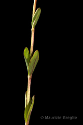 Immagine 7 di 8 - Epilobium anagallidifolium Lam.