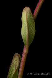 Immagine 8 di 8 - Epilobium anagallidifolium Lam.