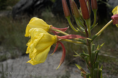 Immagine 3 di 9 - Oenothera glazioviana Micheli
