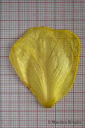 Immagine 4 di 9 - Oenothera glazioviana Micheli