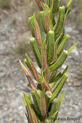 Immagine 5 di 9 - Oenothera glazioviana Micheli