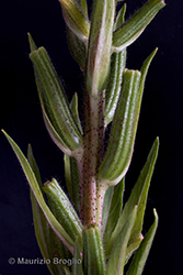 Immagine 6 di 9 - Oenothera glazioviana Micheli