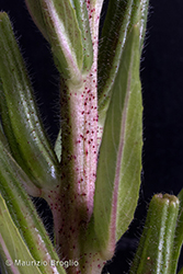 Immagine 7 di 9 - Oenothera glazioviana Micheli