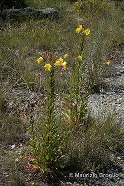 Oenothera glazioviana Micheli