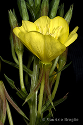 Immagine 2 di 11 - Oenothera sesitensis Soldano