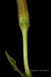Immagine 7 di 11 - Oenothera sesitensis Soldano