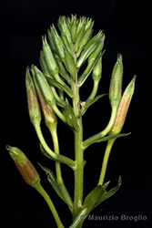 Immagine 8 di 11 - Oenothera sesitensis Soldano