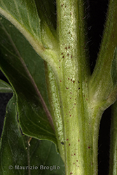 Immagine 9 di 11 - Oenothera sesitensis Soldano