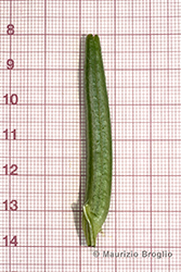Immagine 10 di 11 - Oenothera sesitensis Soldano