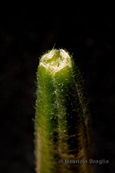 Immagine 11 di 11 - Oenothera sesitensis Soldano