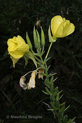 Immagine 2 di 13 - Oenothera oehlkersi Kappus ex Rostański
