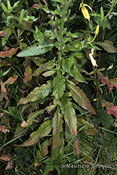 Immagine 3 di 13 - Oenothera oehlkersi Kappus ex Rostański